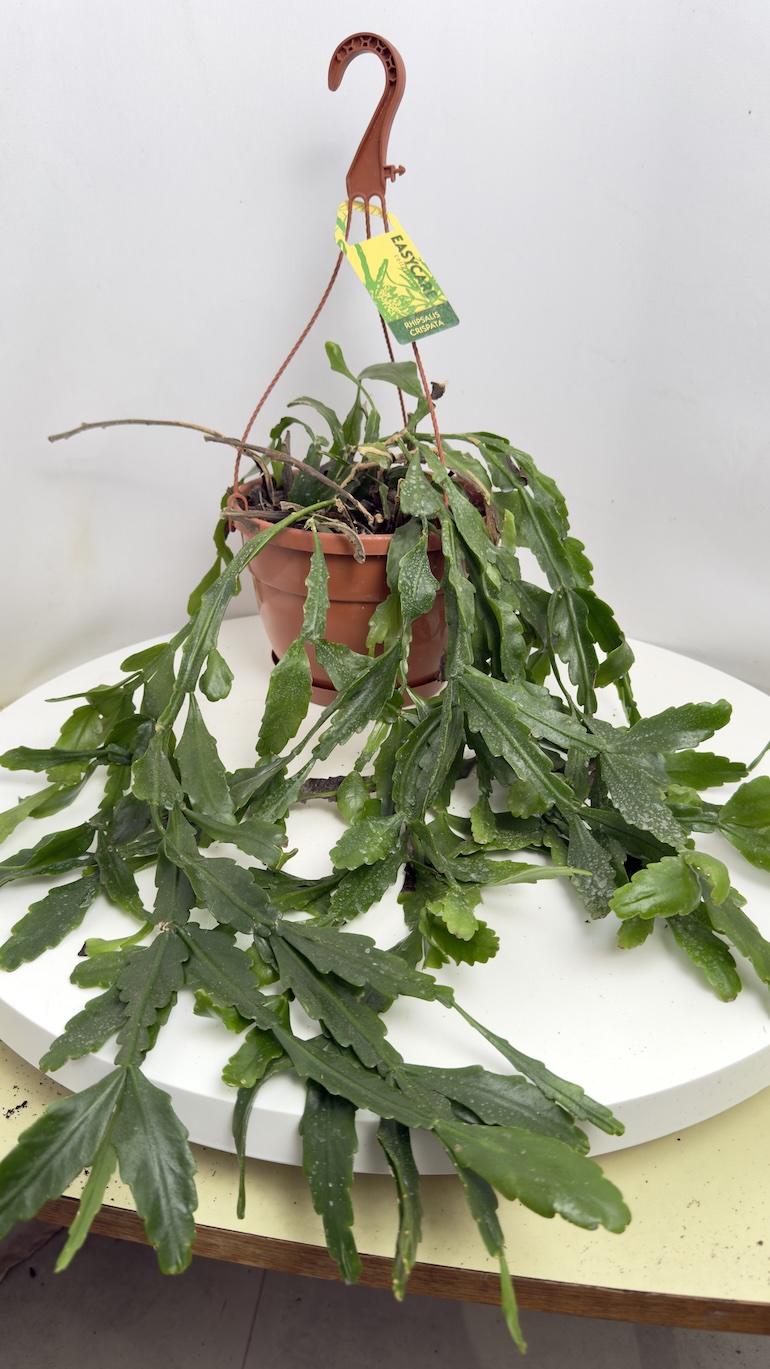 Epiphyllum Adopcja