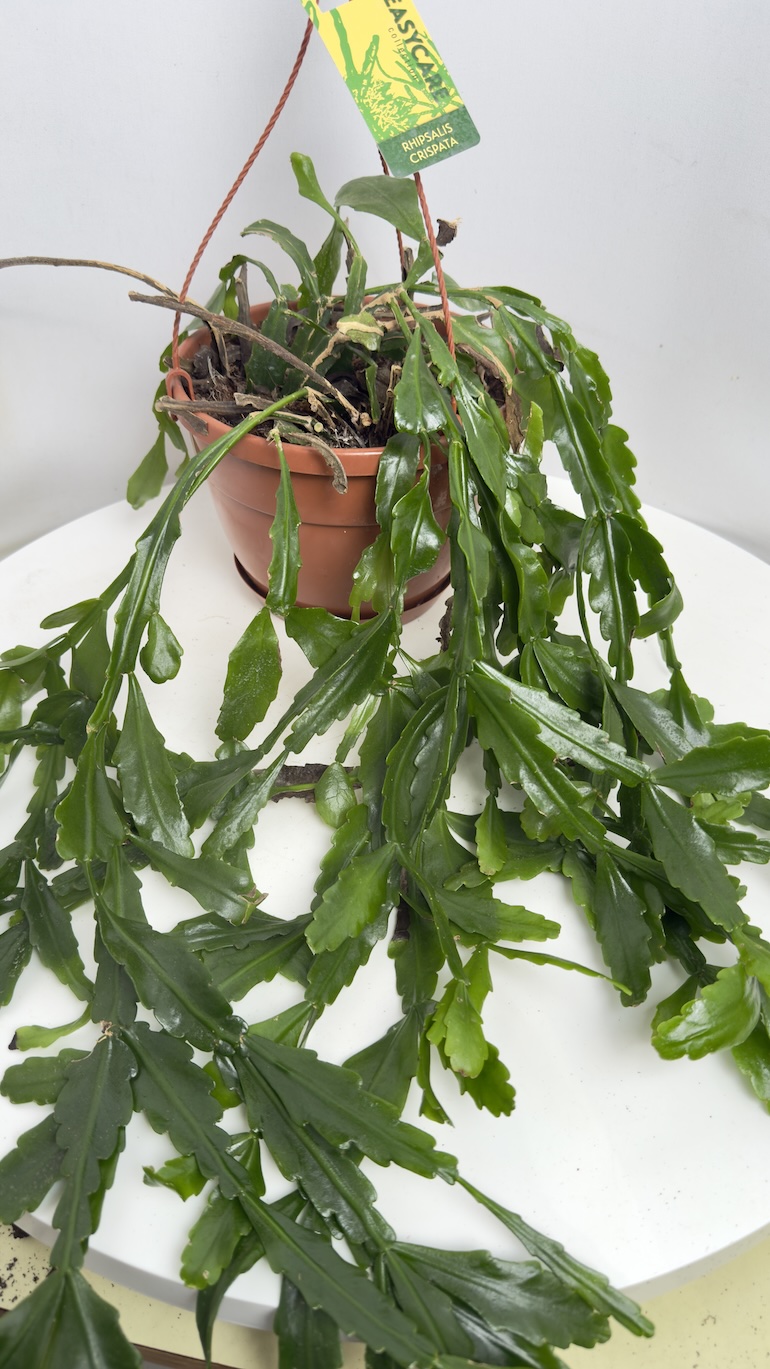 Epiphyllum Adopcja