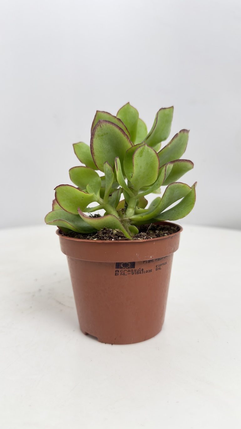 Crassula Arborescens