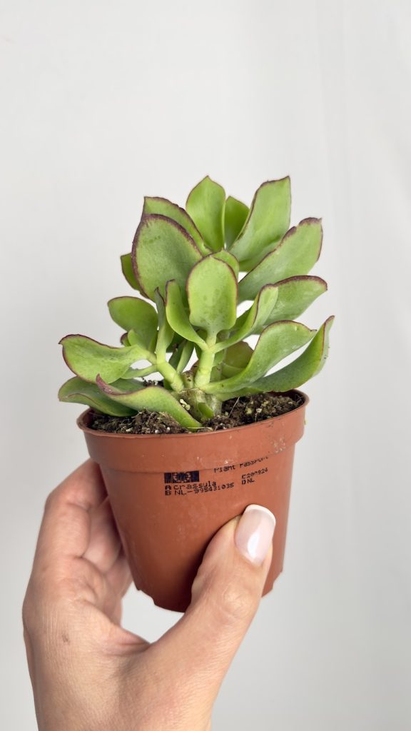 Crassula Arborescens