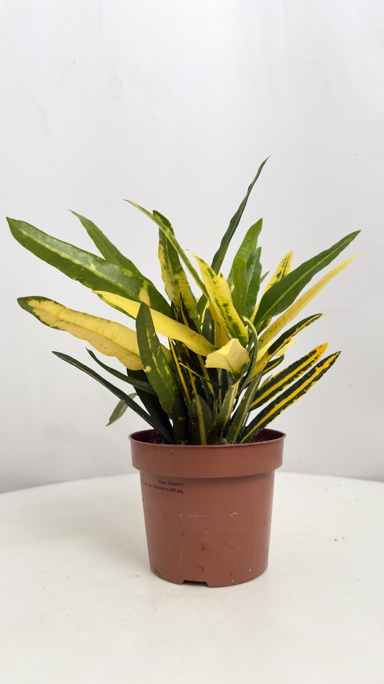 Codiaeum variegatum Sunny Star