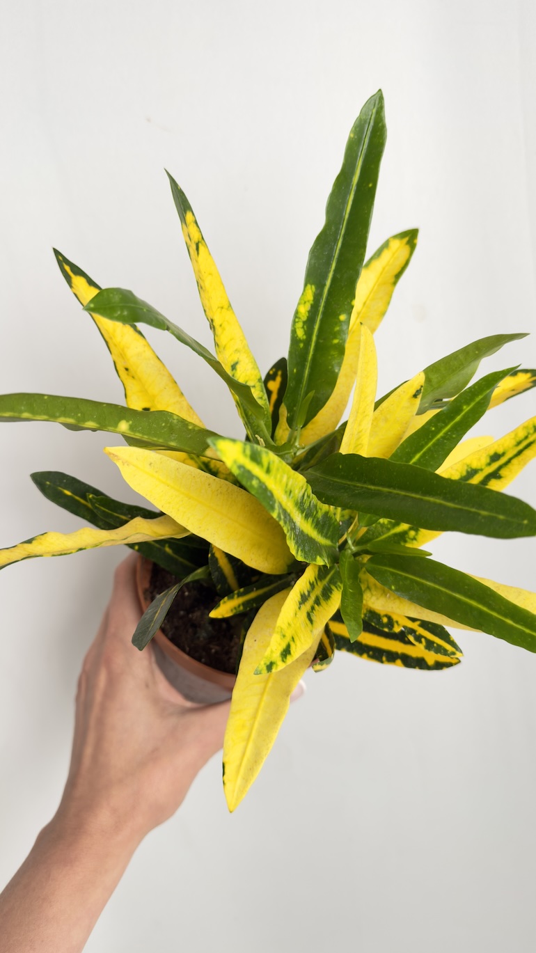 Codiaeum variegatum Sunny Star