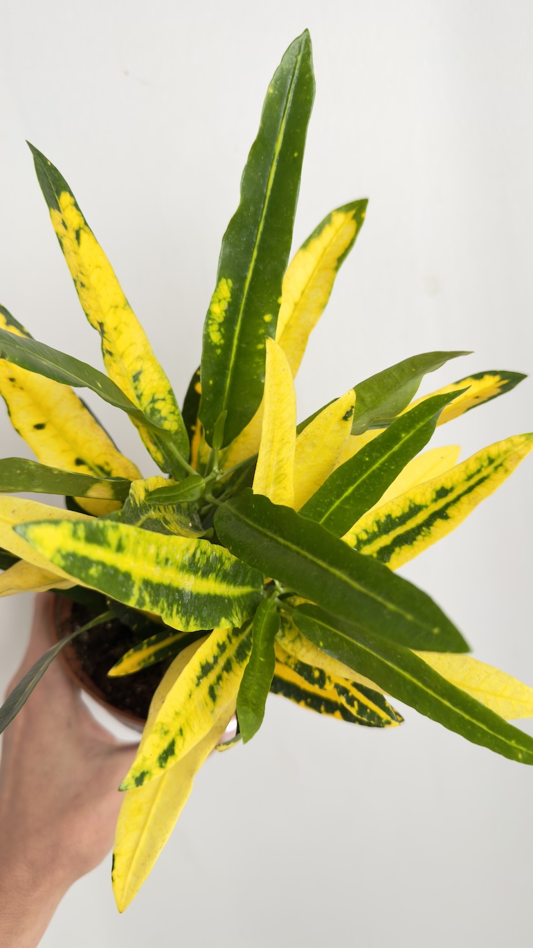 Codiaeum variegatum Sunny Star