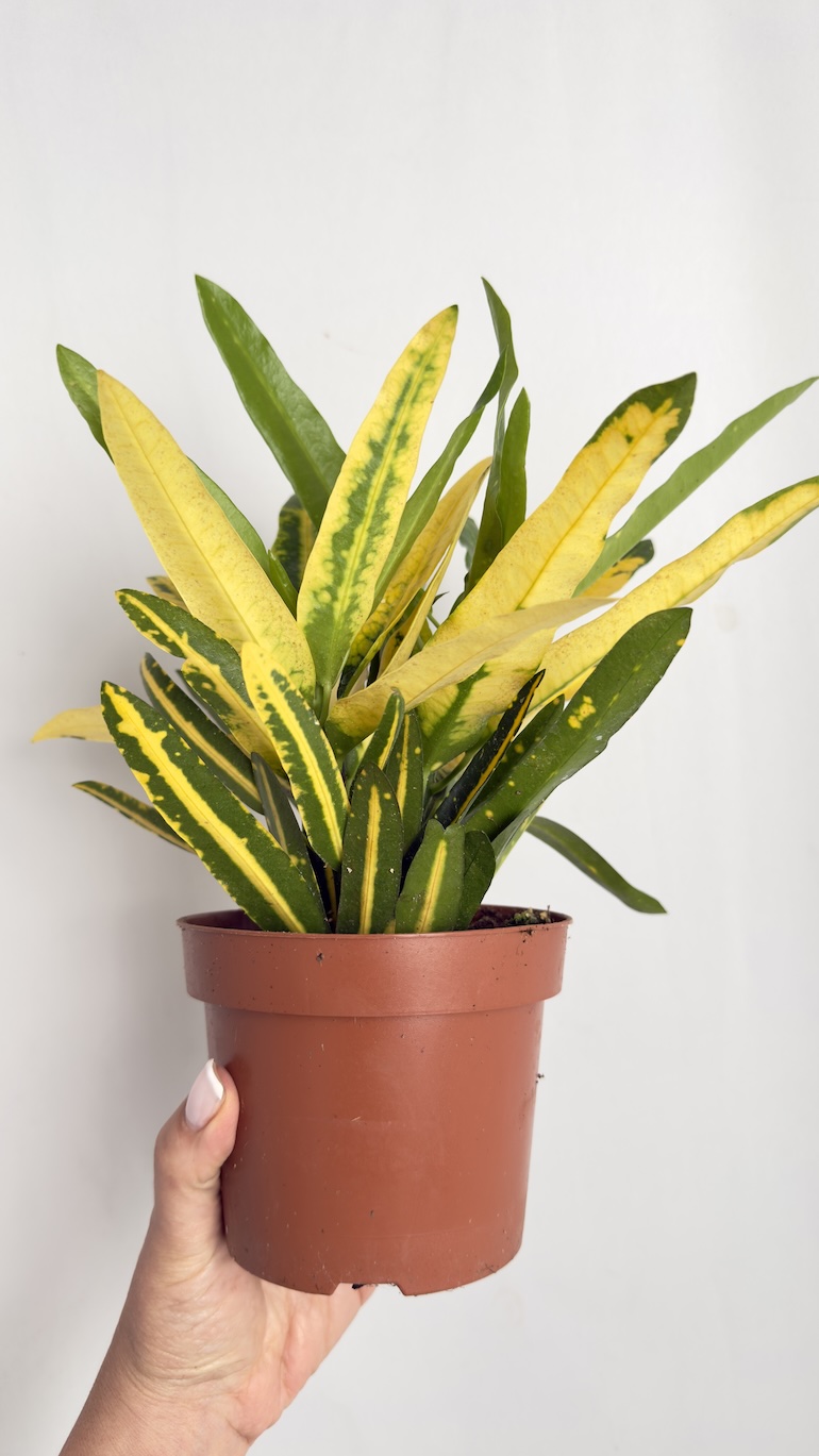 Codiaeum variegatum Sunny Star