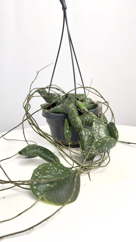 Hoya Imbricata