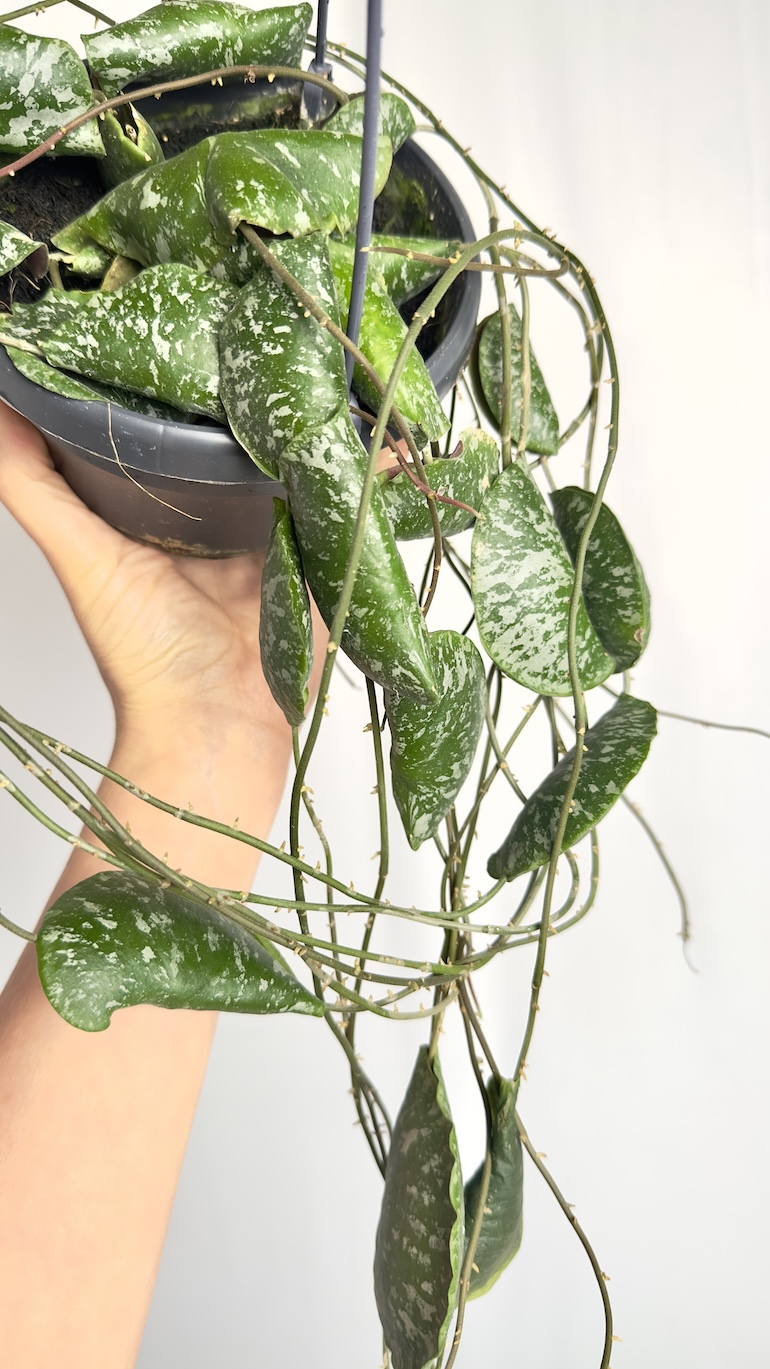Hoya Imbricata