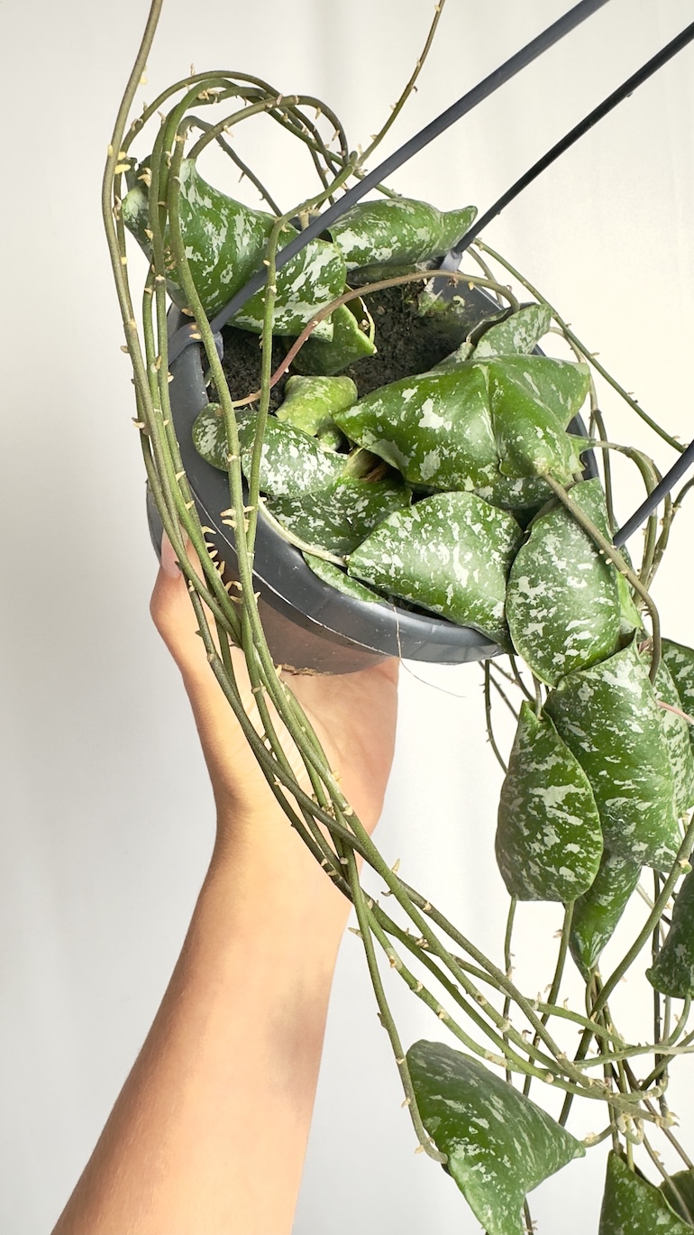 Hoya Imbricata