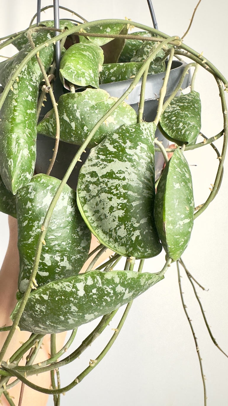 Hoya Imbricata