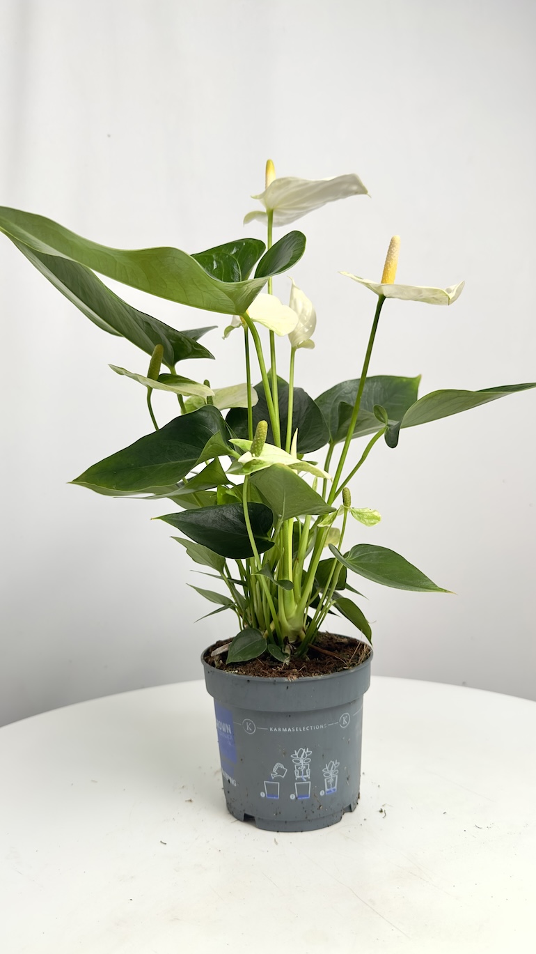 Anthurium Sierra White
