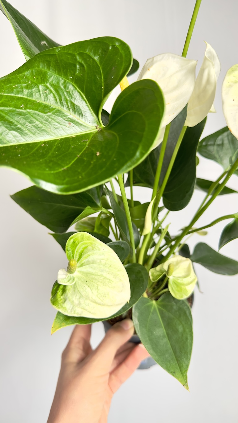 Anthurium Sierra White