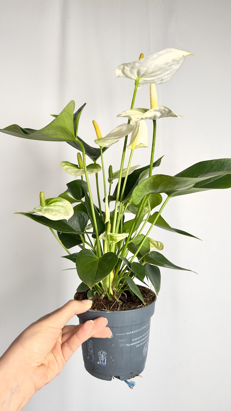 Anthurium Sierra White