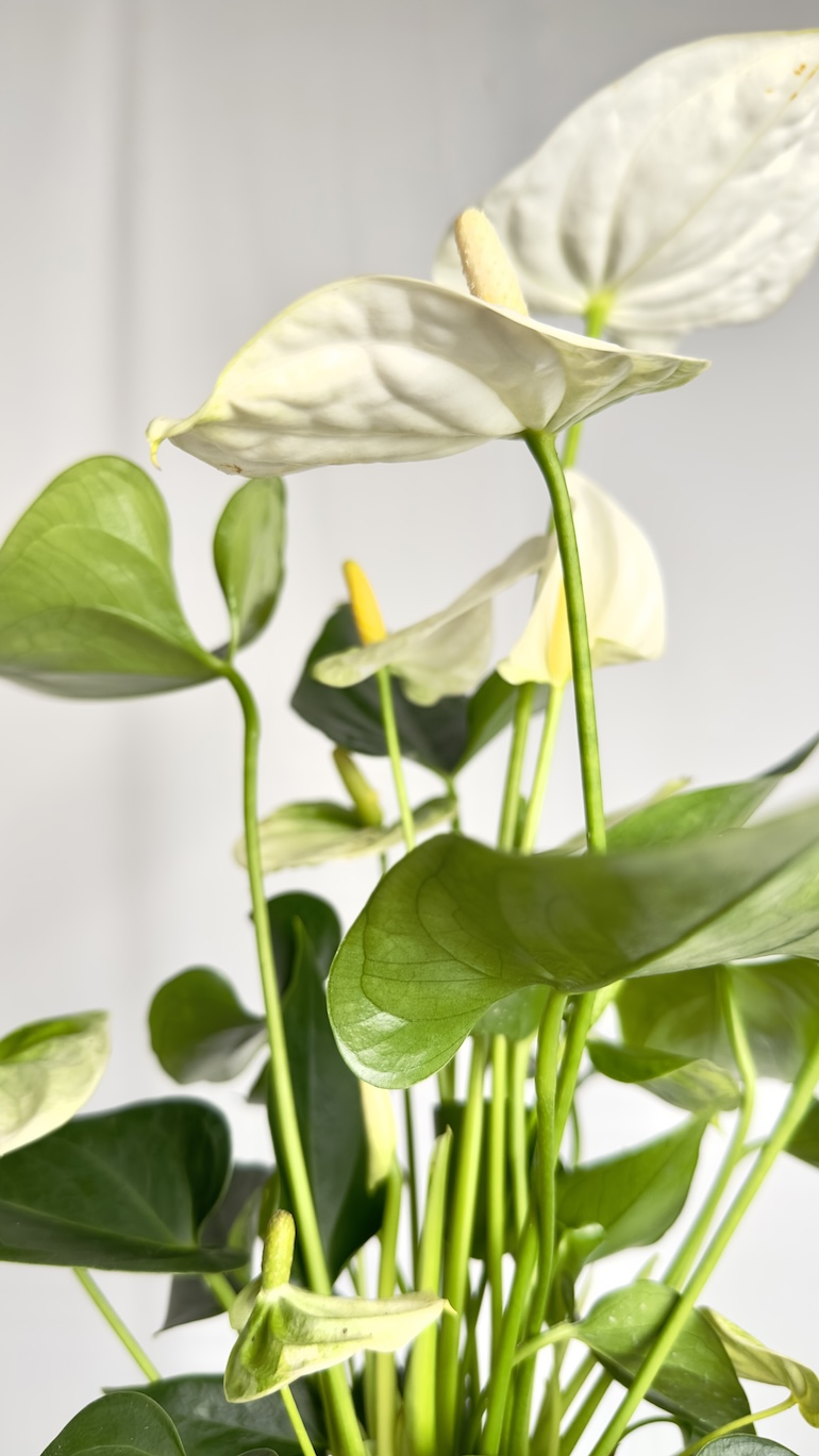 Anthurium Sierra White
