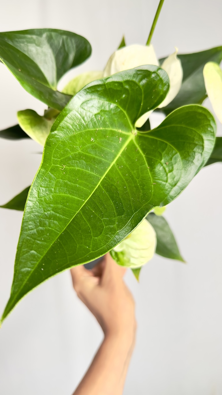 Anthurium Sierra White