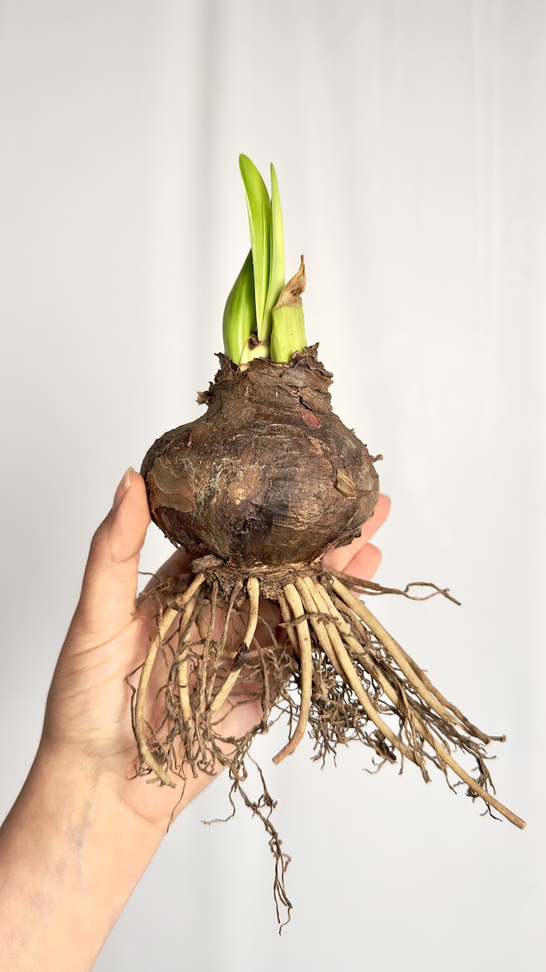 Amarylis różowe kwiaty