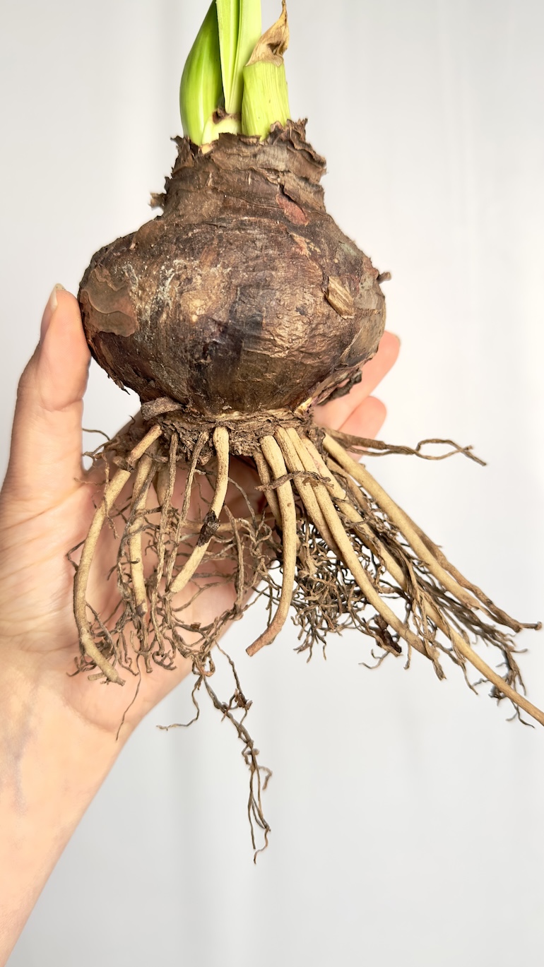 Amarylis różowe kwiaty