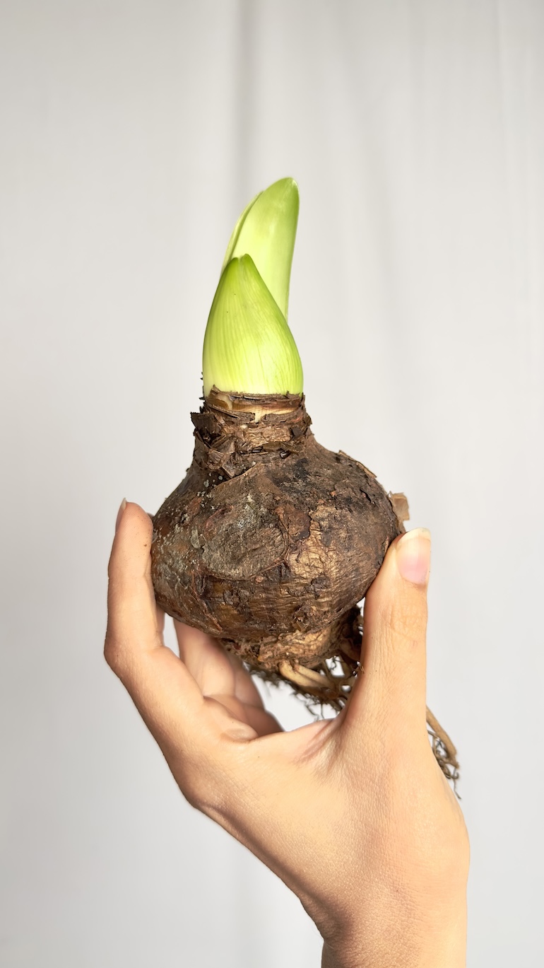 Amarylis różowe kwiaty