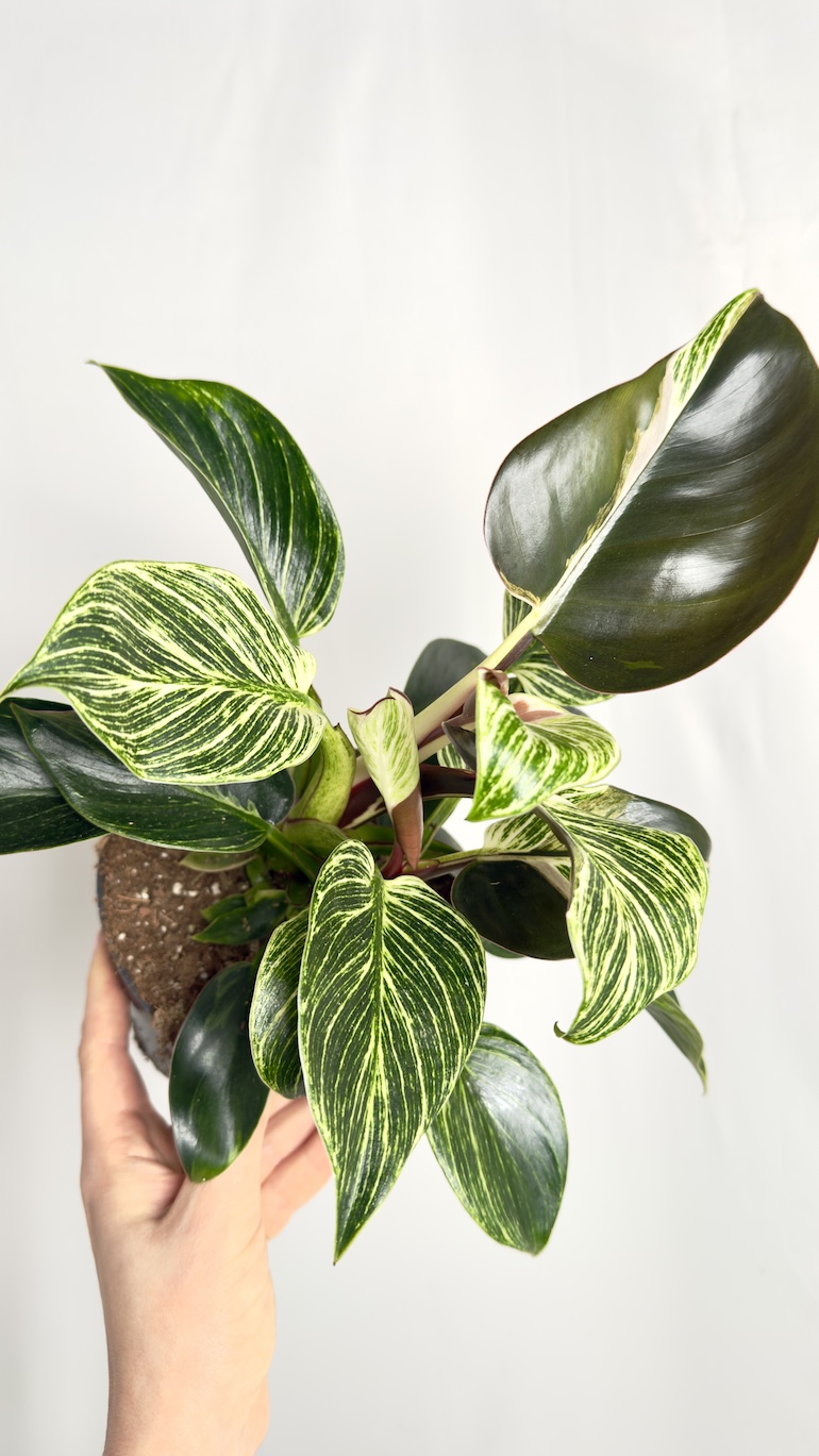 Philodendron Birkin