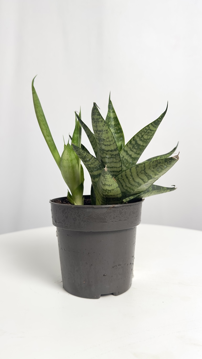 Sansevieria Star Ming Green Marble