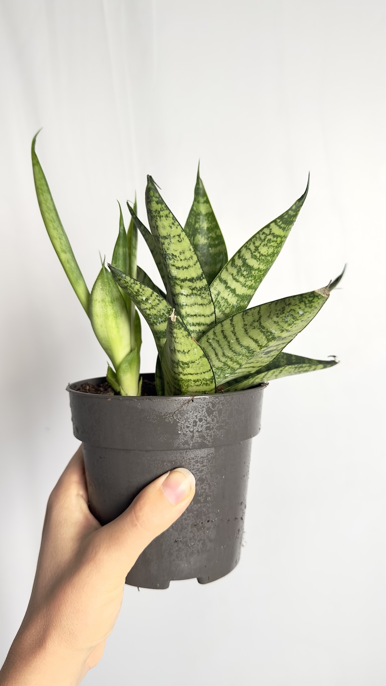 Sansevieria Star Ming Green Marble