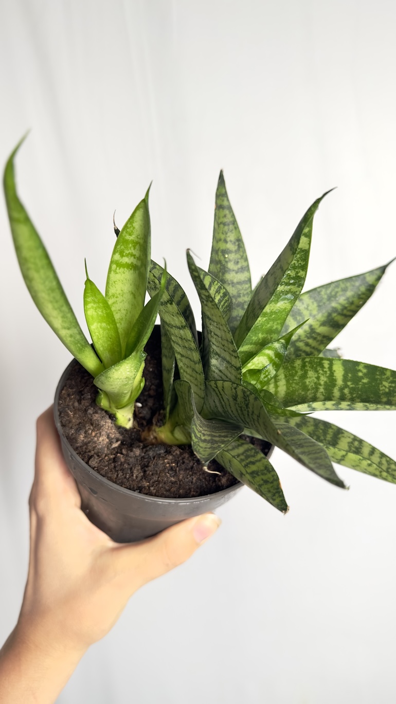 Sansevieria Star Ming Green Marble