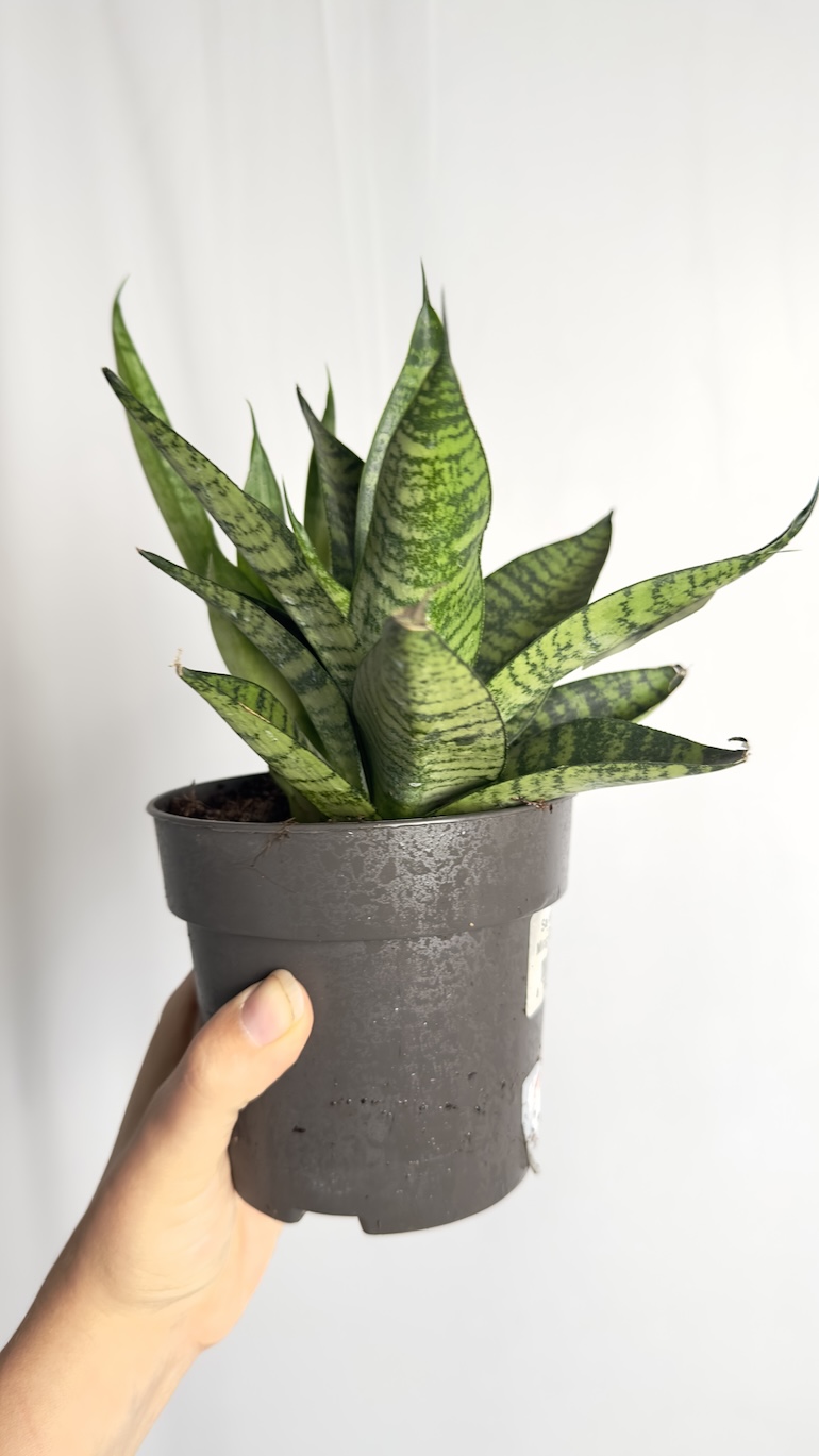 Sansevieria Star Ming Green Marble