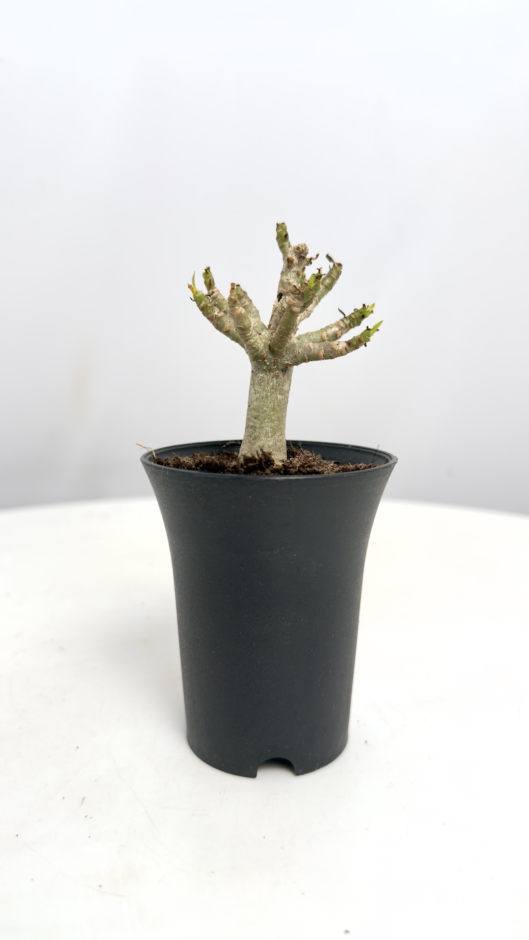 Adenium Obesum