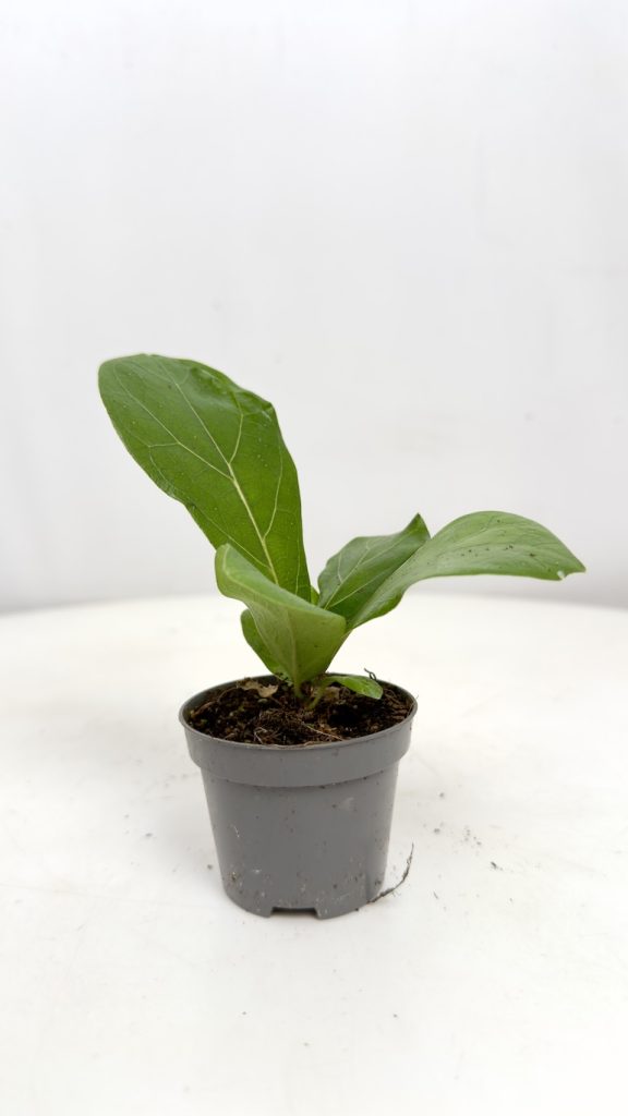 Ficus Lyrata młoda sadzonka w małej doniczce, figowiec lirolistny z pierwszymi dużymi liśćmi, roślina do wnętrz.