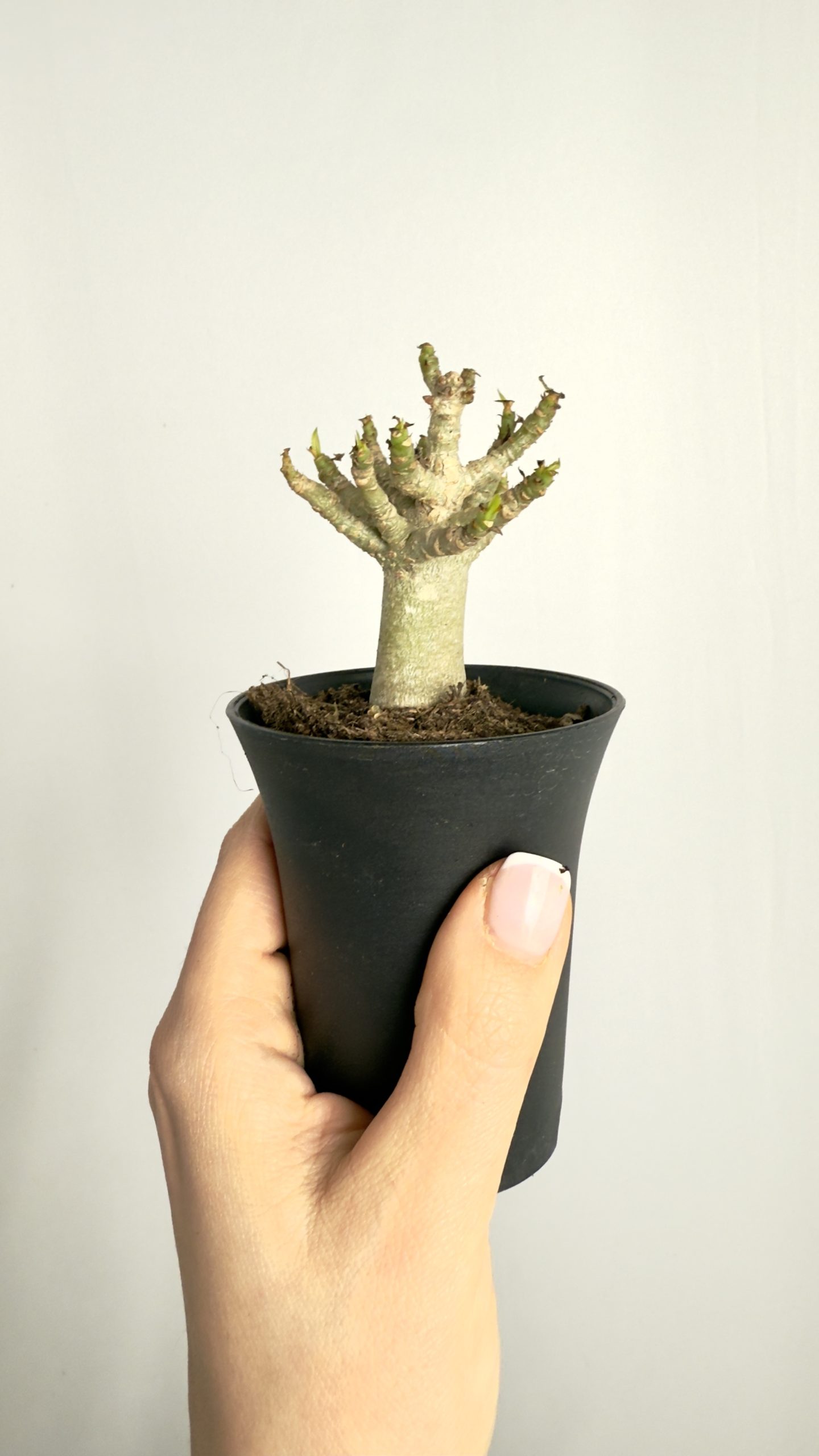 Adenium Obesum