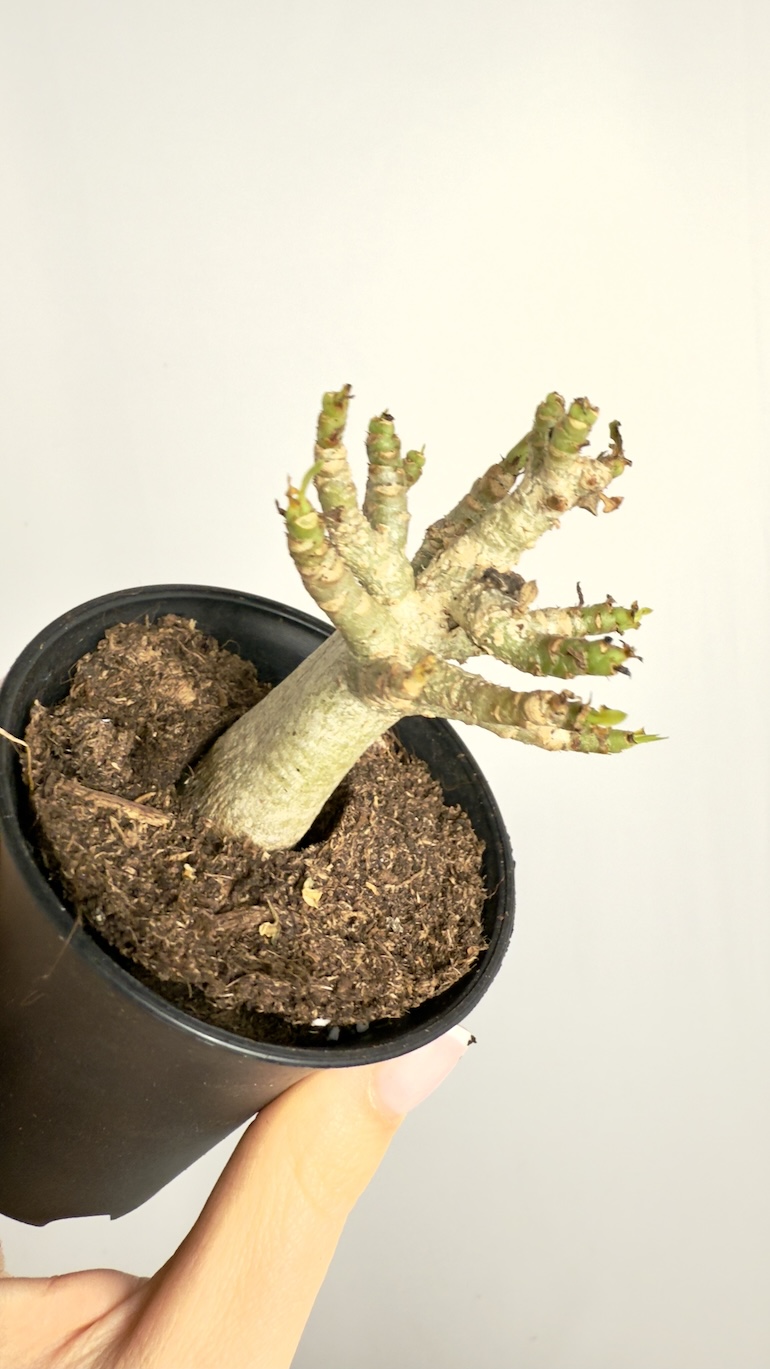 Adenium Obesum