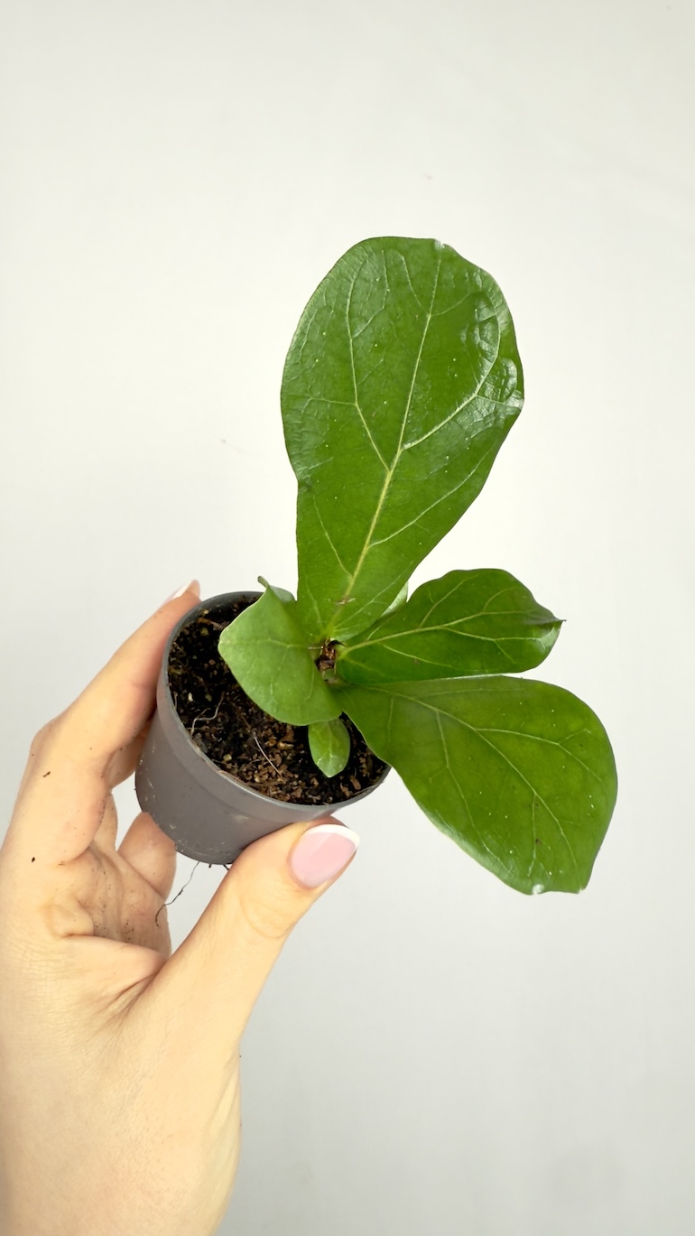 Ficus Lyrata