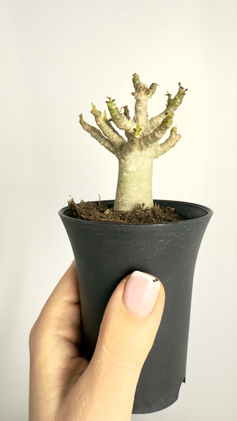 Adenium Obesum