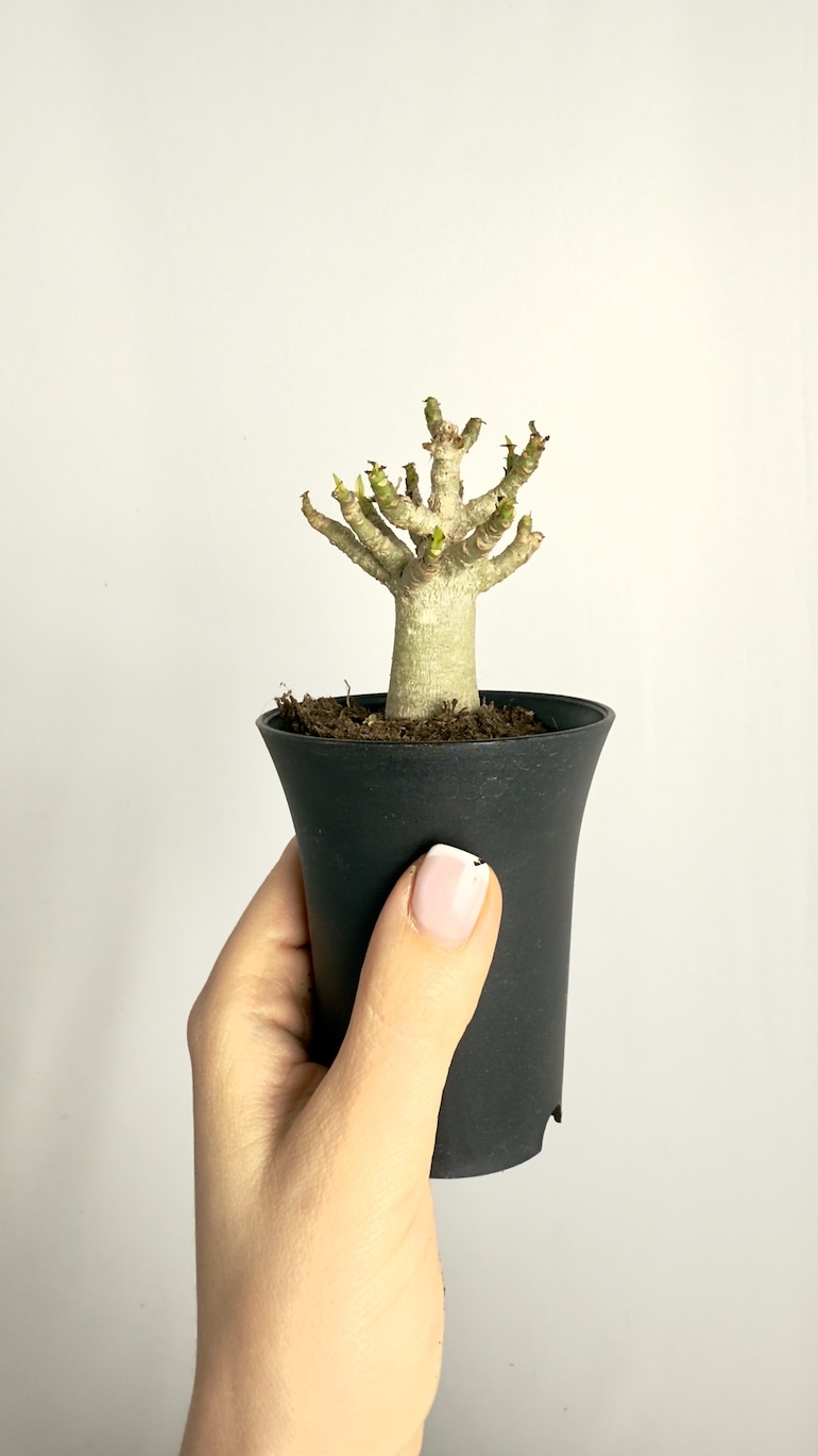 Adenium Obesum