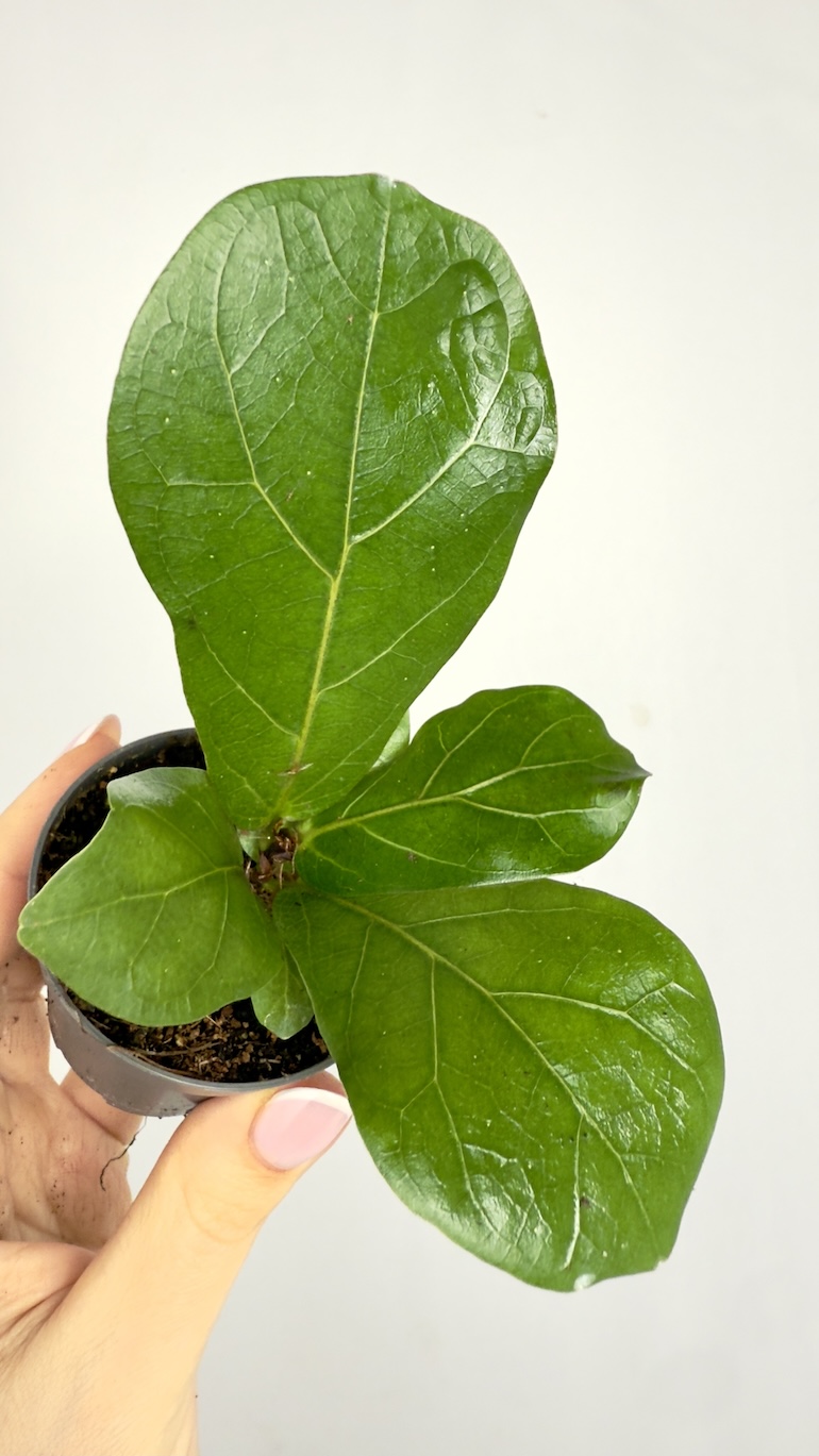 Ficus Lyrata