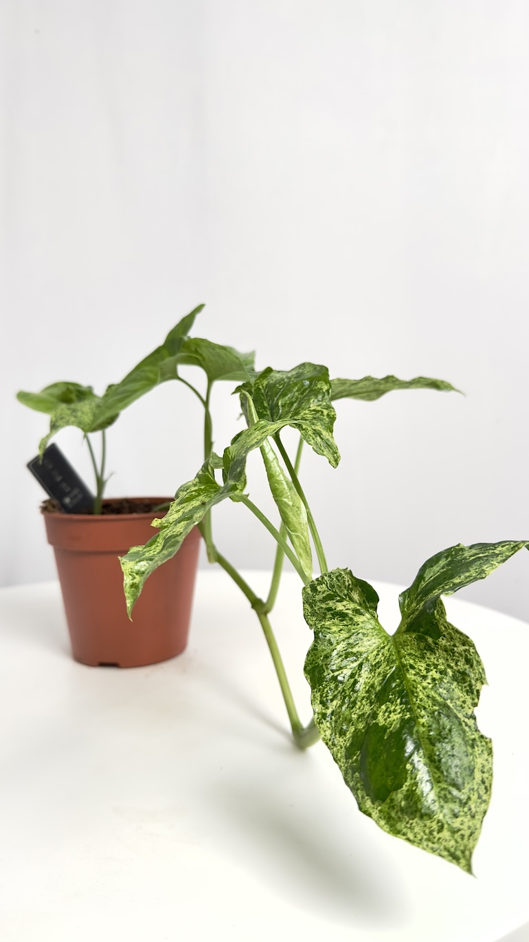 Syngonium Mottled