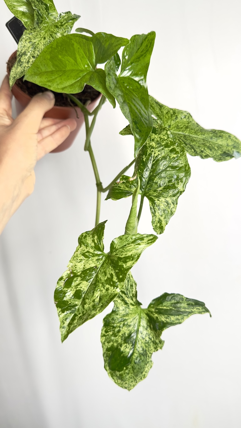 Syngonium Mottled