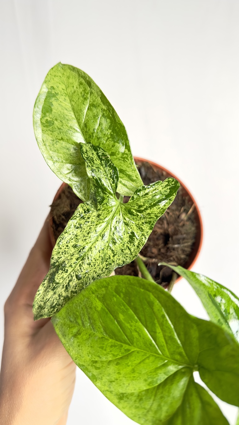 Syngonium Mottled