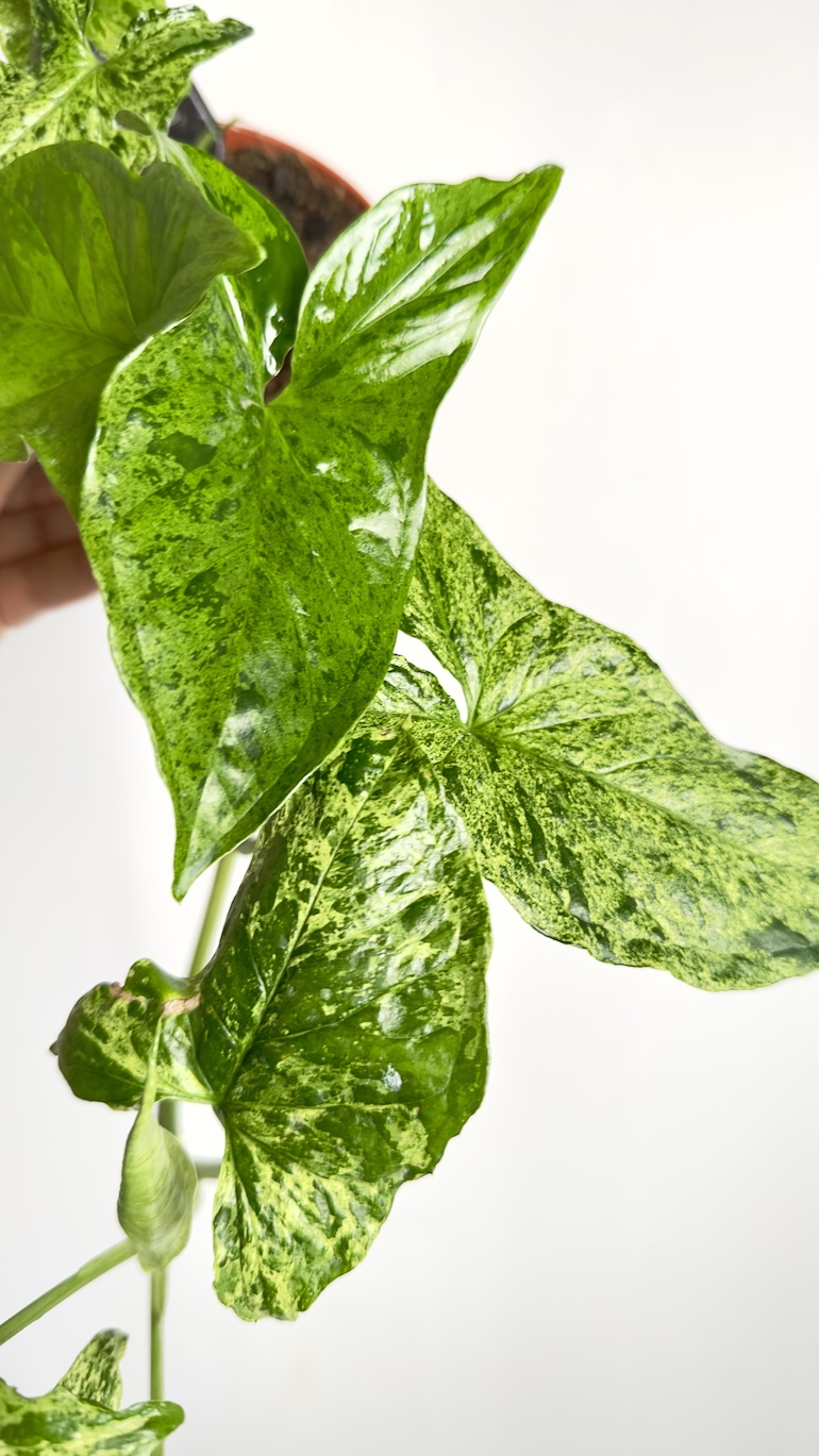 Syngonium Mottled