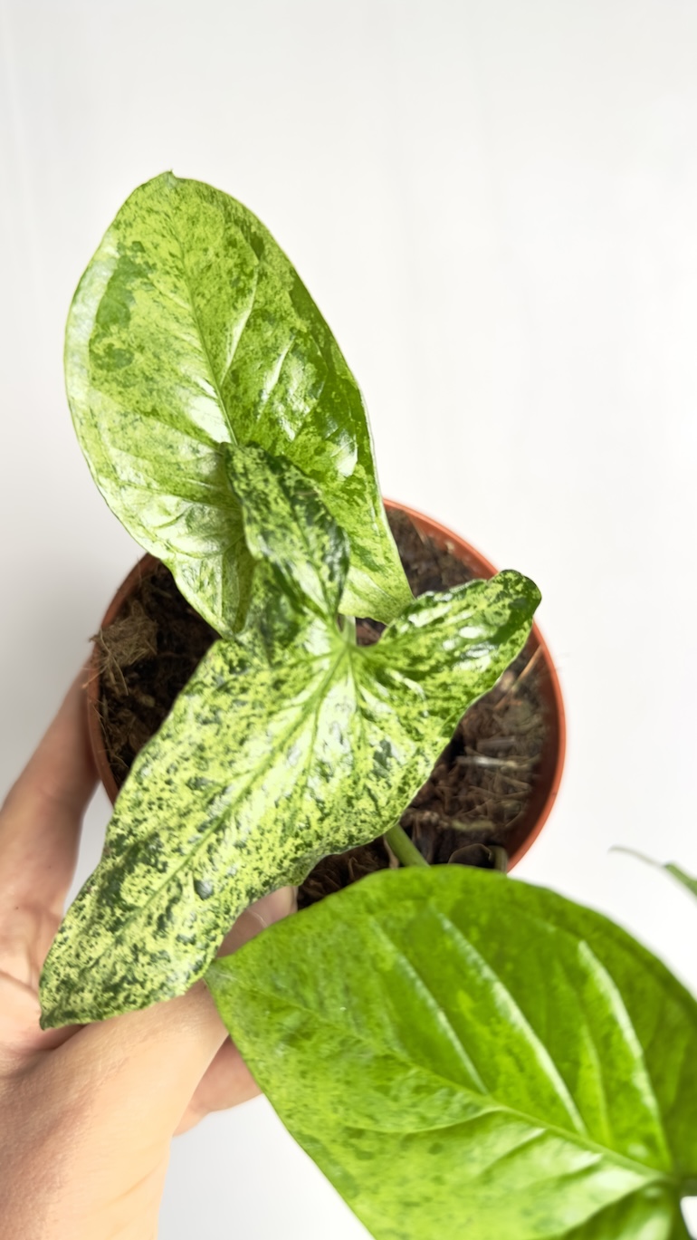 Syngonium Mottled