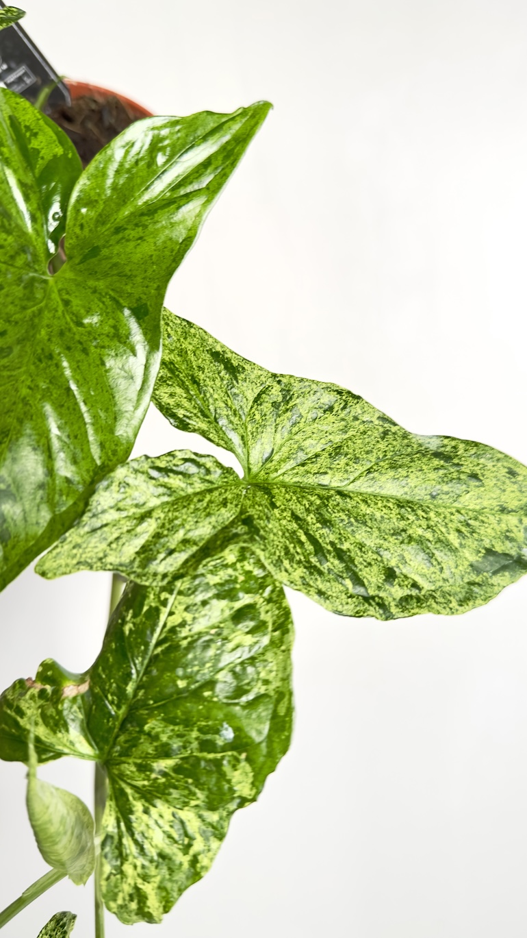 Syngonium Mottled