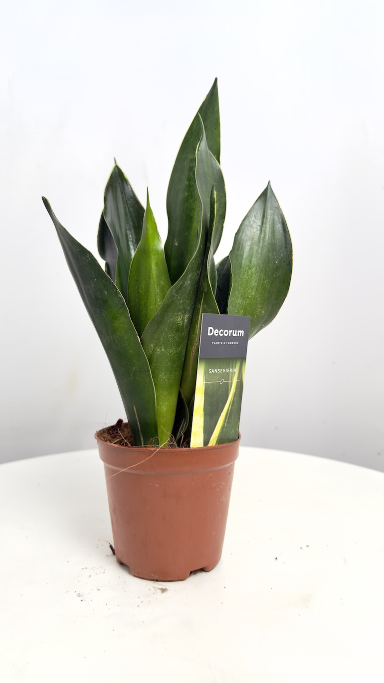 Sansevieria Black Diamond