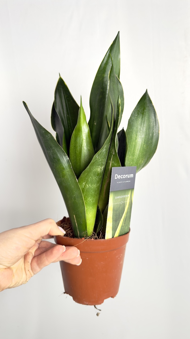 Sansevieria Black Diamond