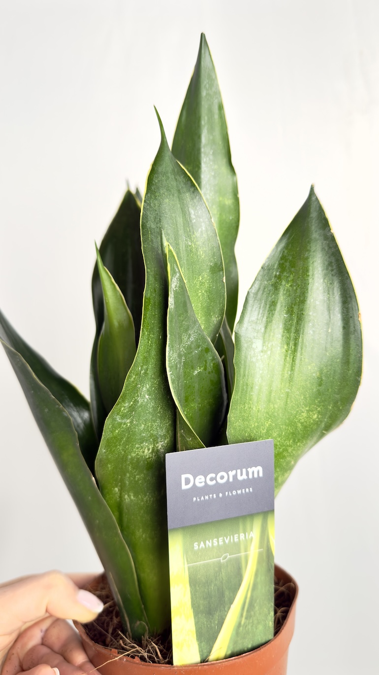 Sansevieria Black Diamond