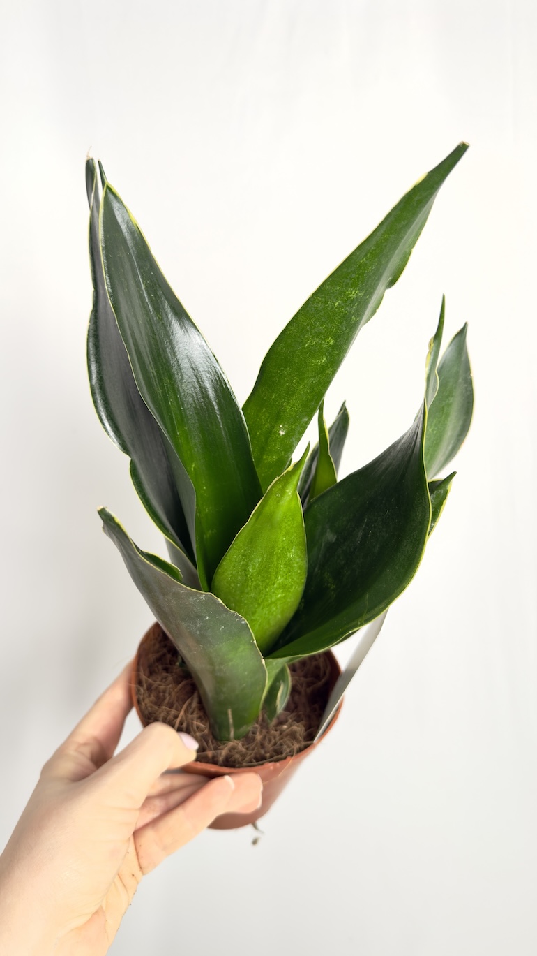 Sansevieria Black Diamond