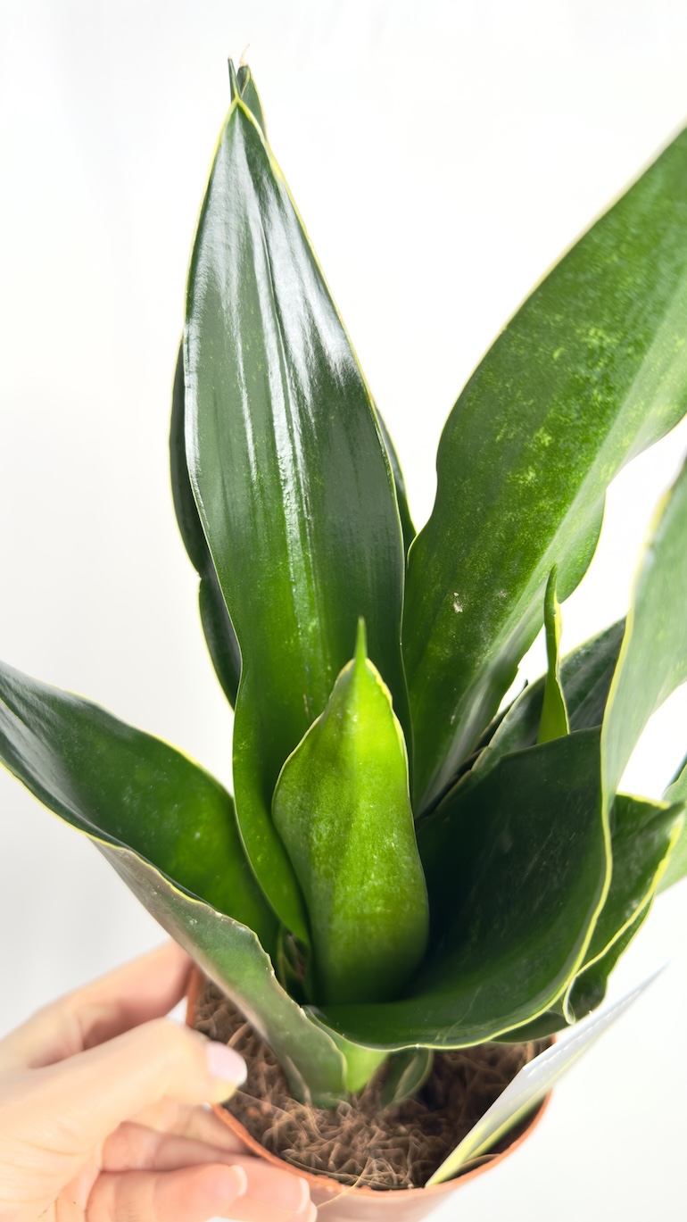 Sansevieria Black Diamond