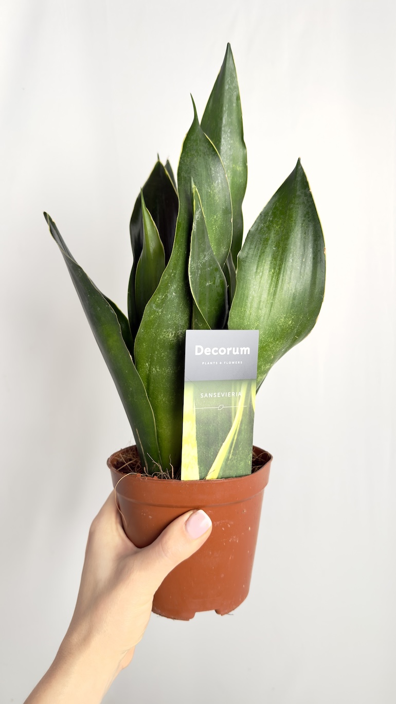 Sansevieria Black Diamond