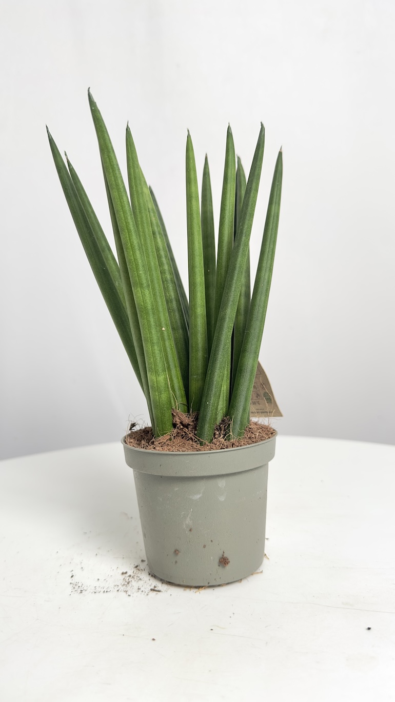 Sansevieria Cylindrica Fan