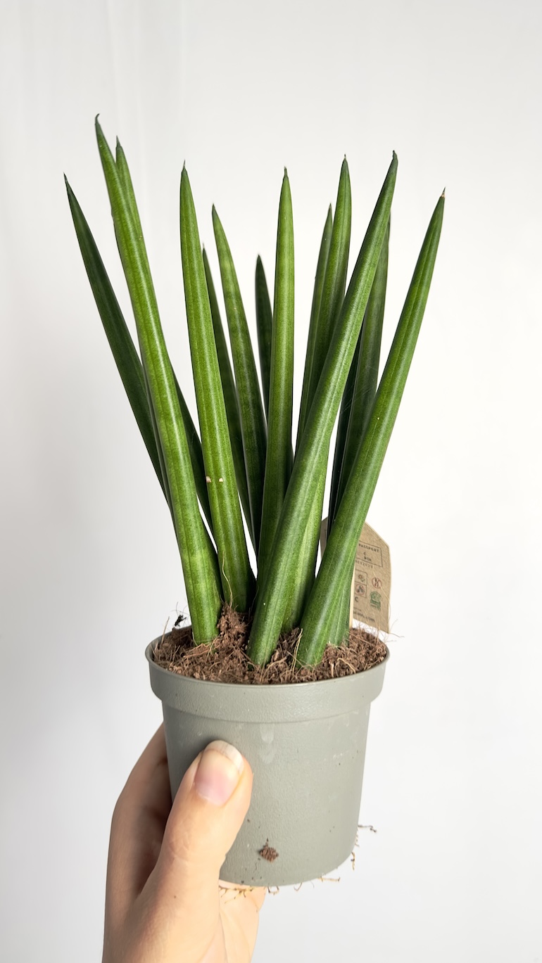 Sansevieria Cylindrica Fan