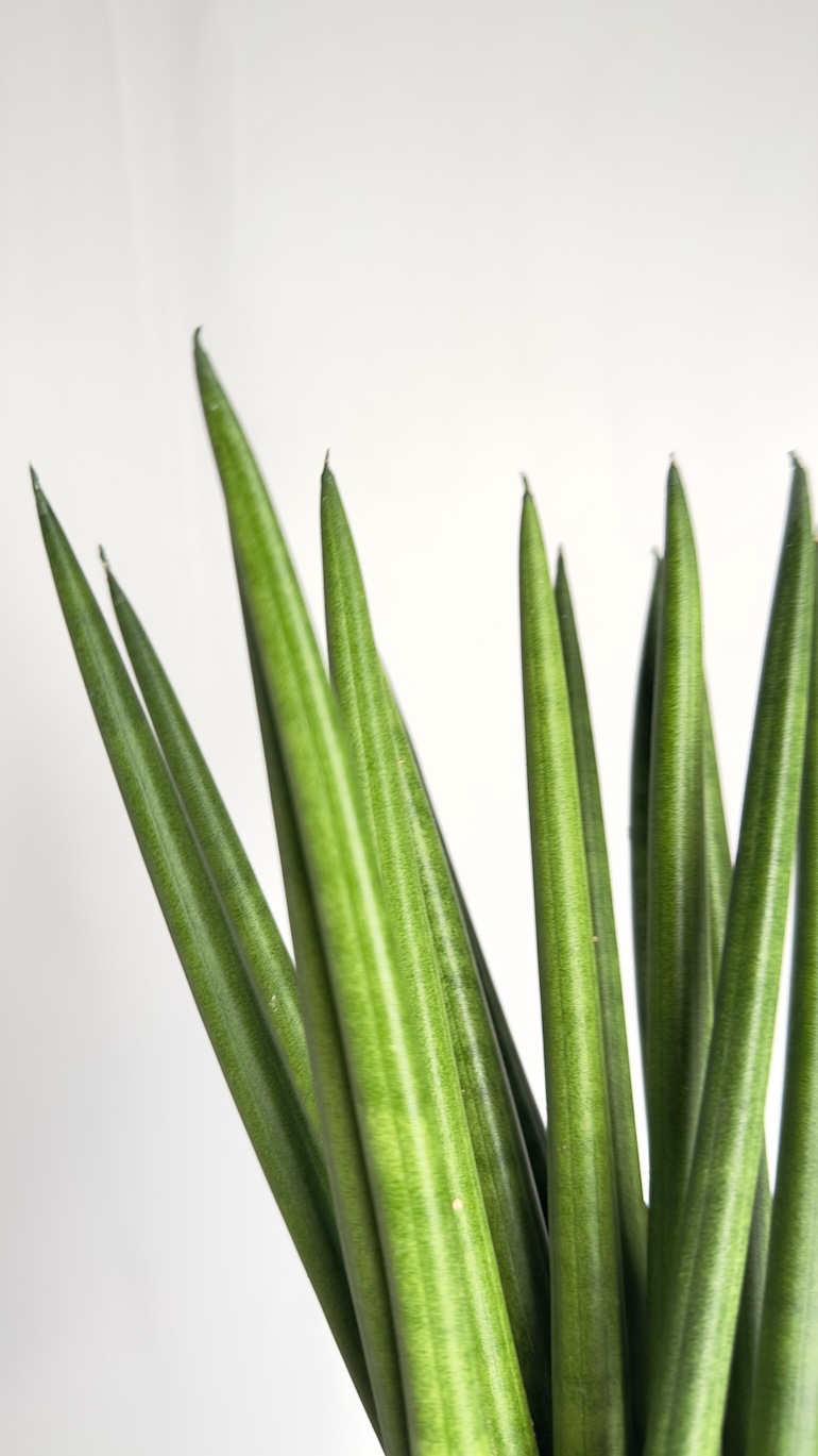 Sansevieria Cylindrica Fan