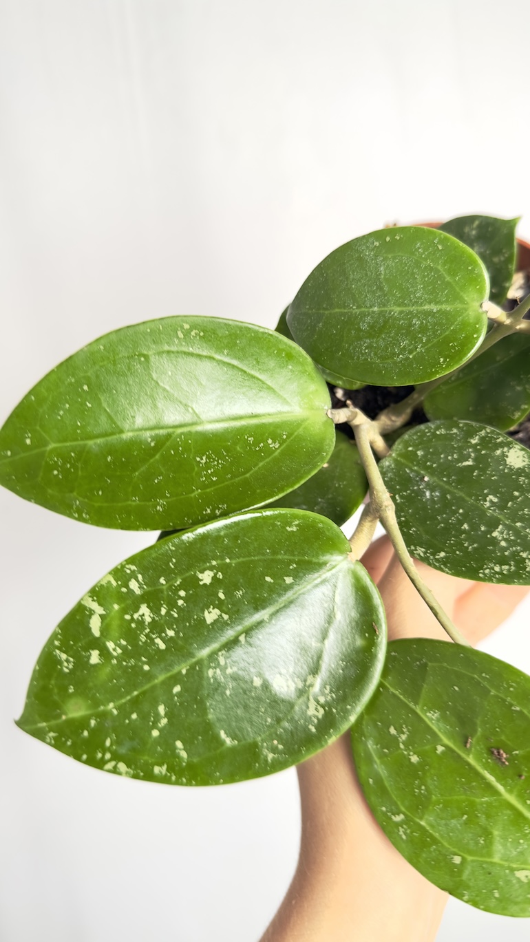 Hoya Parasitica Splash