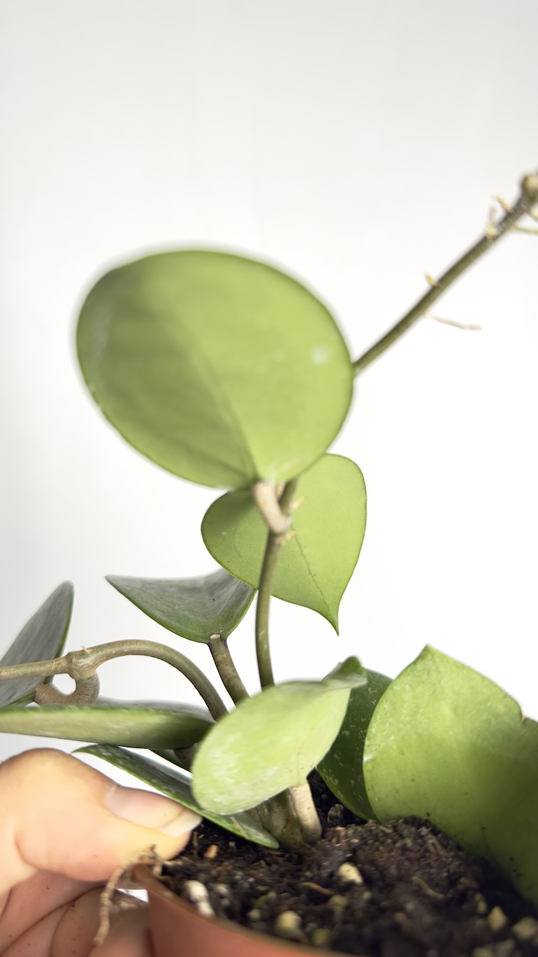 Hoya Parasitica Splash